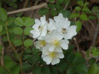 Multiflora rose, Unexpected Wildlife Refuge photo