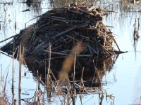 Muskrat lodge in Miller Pond, Unexpected Wildlife Refuge photo