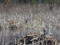 Muskrat lodges and tree swallow, Miller Pond, Unexpected Wildlife Refuge photo