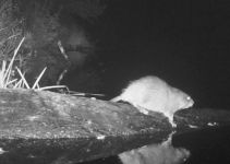 Muskrat photoed by trail camera, Unexpected Wildlife Refuge photo