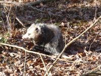 North American opossum