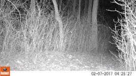 Opossum and trail camera