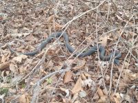 Northern black racer near cabin, Unexpected Wildlife Refuge photo