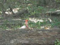 Young male cardinal grooming, Unexpected Wildlife Refuge photo