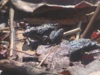 Northern cricket frog, Unexpected Wildlife Refuge photo