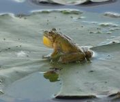 Northern cricket frog on lily pad, Unexpected Wildlife Refuge photo