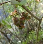 Northern highbush blueberry, Unexpected Wildlife Refuge photo