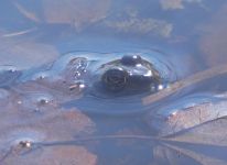 Northern leopard frog, Unexpected Wildlife Refuge photo