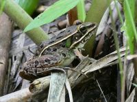 Northern leopard frog, Unexpected Wildlife Refuge photo