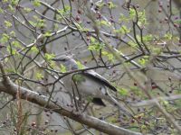 Northern mockingbird among dogwood berries, Unexpected Wildlife Refuge photo