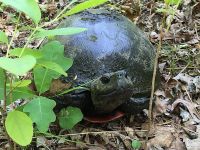 Northern red-bellied turtle, Unexpected Wildlife Refuge photo