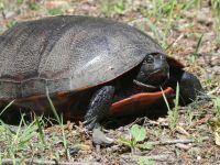 Northern red-bellied turtle seeking nesting site near Headquarters, Unexpected Wildlife Refuge photo