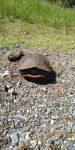 Northern red-bellied turtle preparing nest; Unexpected Wildlife Refuge photo