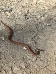 Northern redbelly snake, Unexpected Wildlife Refuge photo