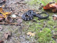 Baby northern water snake, Unexpected Wildlife Refuge photo