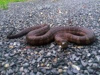 Northern water snake, Unexpected Wildlife Refuge photo