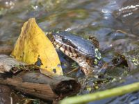 Northern water snake in Miller Pond, Unexpected Wildlife Refuge photo