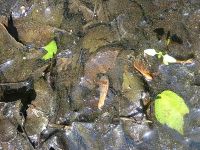 Northern water snake under water, Unexpected Wildlife Refuge photo
