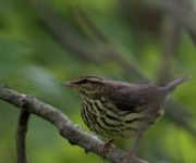 Northern waterthrush