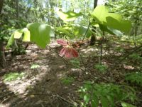 Oak sapling, Unexpected Wildlife Refuge photo