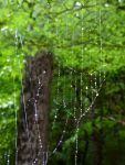 Orb-weaver spider web in the rain, Unexpected Wildlife Refuge photo