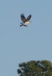 Osprey at Refuge