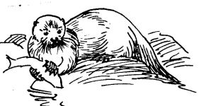 Otter drawing by Hope Sawyer Buyukmihci, Refuge co-founder