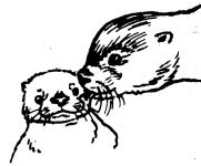 Mother otter with pup sketch by Hope Sawyer Buyukmihci