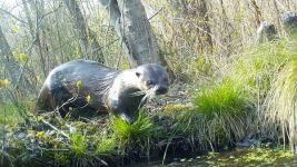 North American river otter; Unexpected Wildlife Refuge trail camera photo