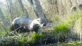 Otter at the Refuge, Unexpected Wildlife Refuge trail camera photo