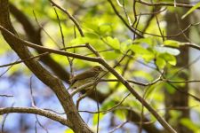 Ovenbird photo by Leor Veleanu