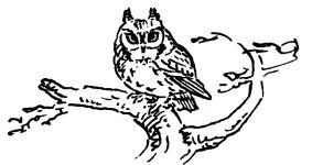 Great horned owl drawing by co-founder Hope Sawyer Buyukmihci