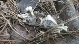 Owl pellet, Unexpected Wildlife Refuge photo