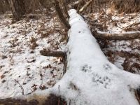 Paw prints on snow covered log, photo by Mike McCormick