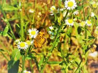 Pearl crescent butterfly, Unexpected Wildlife Refuge photo