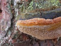 Phellinus fungus on tree, Unexpected Wildlife Refuge photo