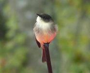 Eastern phoebe, Unexpected Wildlife Refuge photo