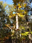 Pignut hickory, Unexpected Wildlife Refuge photo