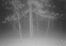 Pine trees photoed with trail camera, Unexpected Wildlife Refuge photo