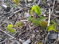 Poison ivy, Unexpected Wildlife Refuge photo