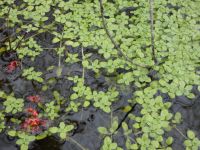 Pond water-starwort, Unexpected Wildlife Refuge photo