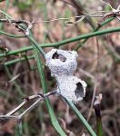 Potter wasp nest, Unexpected Wildlife Refuge photo