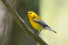 Prothonotary warbler, photo by Leor Veleanu