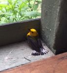 Prothonotary warbler in cabin porch, Unexpected Wildlife Refuge photo