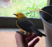 Prothonotary warbler, Unexpected Wildlife Refuge photo