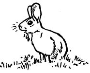 Rabbit, sketch by Hope Sawyer Buyukmihci, Refuge co-founder and artist