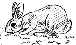 Rabbit sketch, original artwork by Hope Sawyer Buyukmihci, Refuge co-founder