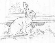 Rabbit drawing by Hope Sawyer Buyukmihci