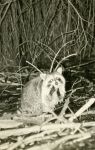 Raccoon at Otter Dam, Unexpected Wildlife Refuge photo
