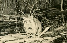 Raccoon at Otter Dam